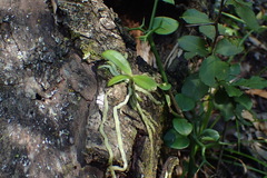 Vandeae
