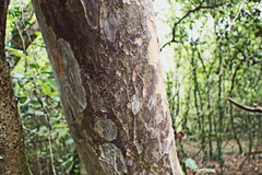 Ochna arborea