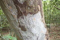 Ochna arborea