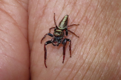 Opisthoncus grassator