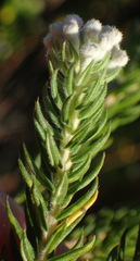 Phylica pinea