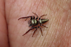 Opisthoncus grassator