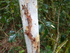 Ochna arborea
