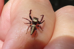 Opisthoncus grassator