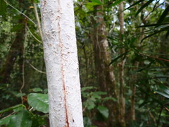 Ochna arborea