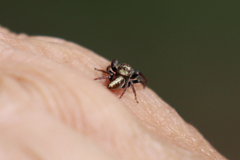 Opisthoncus grassator