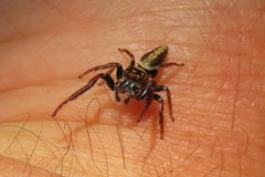 Opisthoncus grassator