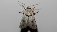 Proteuxoa amaurodes