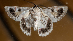 Crypsiphona tasmanica