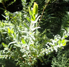Gnidia sericea