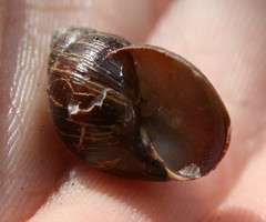 Bothriembryon brazieri