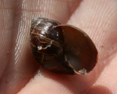 Bothriembryon brazieri