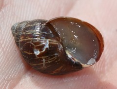 Bothriembryon brazieri