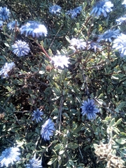 Globularia alypum