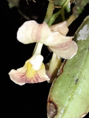 Rodriguezia lehmannii