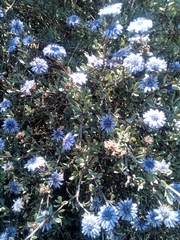 Globularia alypum