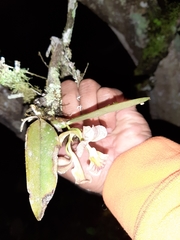 Rodriguezia lehmannii