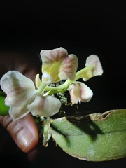 Rodriguezia lehmannii