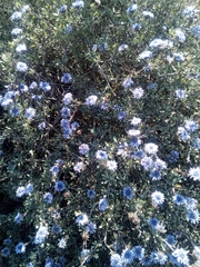 Globularia alypum