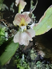 Rodriguezia lehmannii