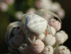 Thomisus kalaharinus