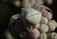 Thomisus kalaharinus