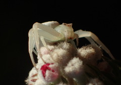 Thomisus kalaharinus