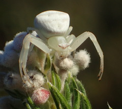 Thomisus kalaharinus