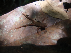 Dendrophryniscus leucomystax