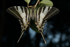 Protographium leosthenes