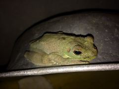 Itapotihyla langsdorffii