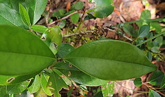 Olea capensis macrocarpa