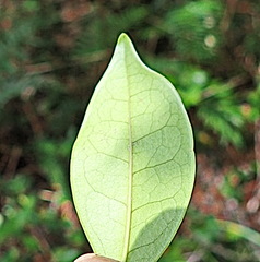 Olea capensis macrocarpa