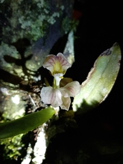 Rodriguezia lehmannii