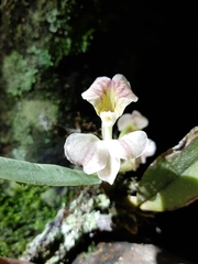 Rodriguezia lehmannii