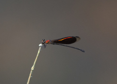 Chalcopteryx rutilans