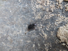 Laemostenus complanatus