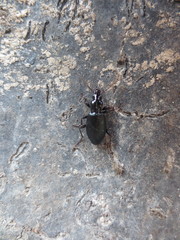 Laemostenus complanatus