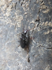 Laemostenus complanatus