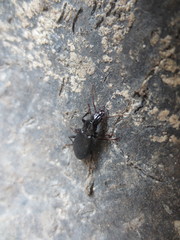 Laemostenus complanatus