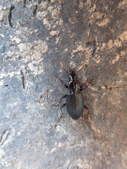 Laemostenus complanatus