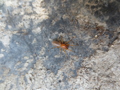 Dysderidae