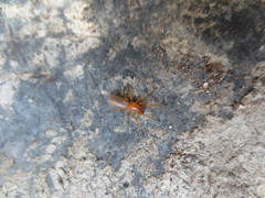 Dysderidae