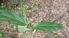 Pyrenacantha scandens