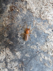 Dysderidae