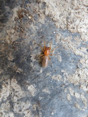 Dysderidae