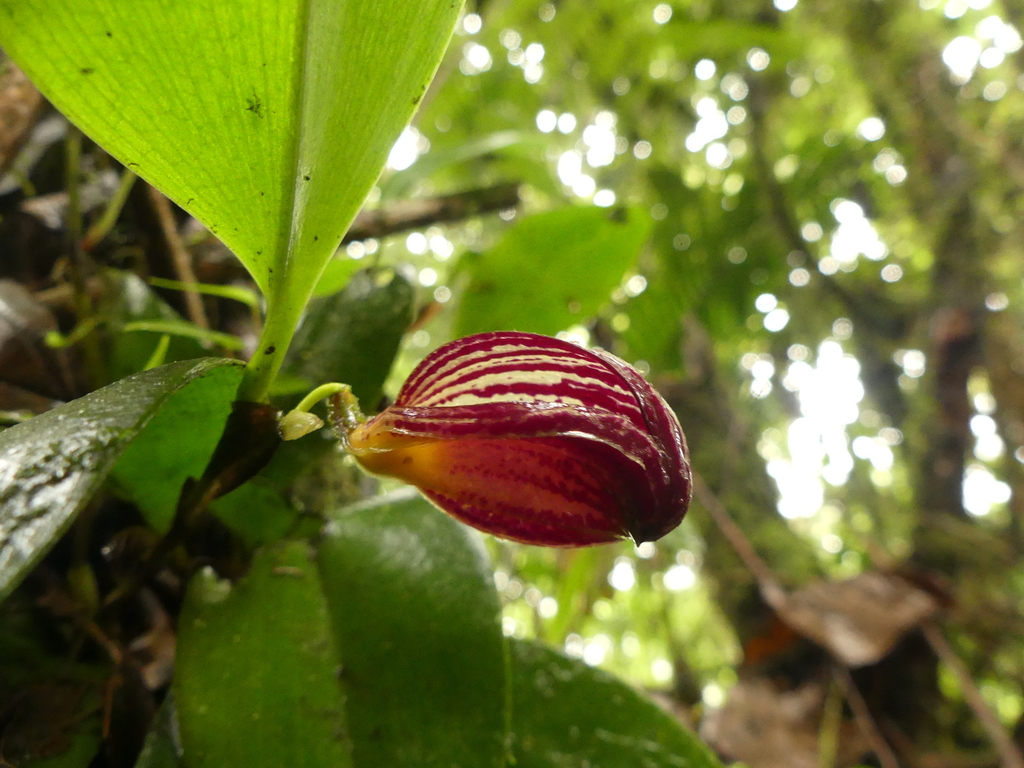 Zootrophion dayanum
