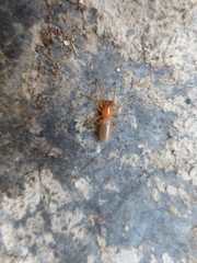 Dysderidae