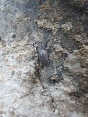 Porcellio laevis