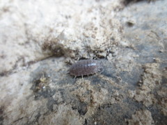 Porcellio laevis